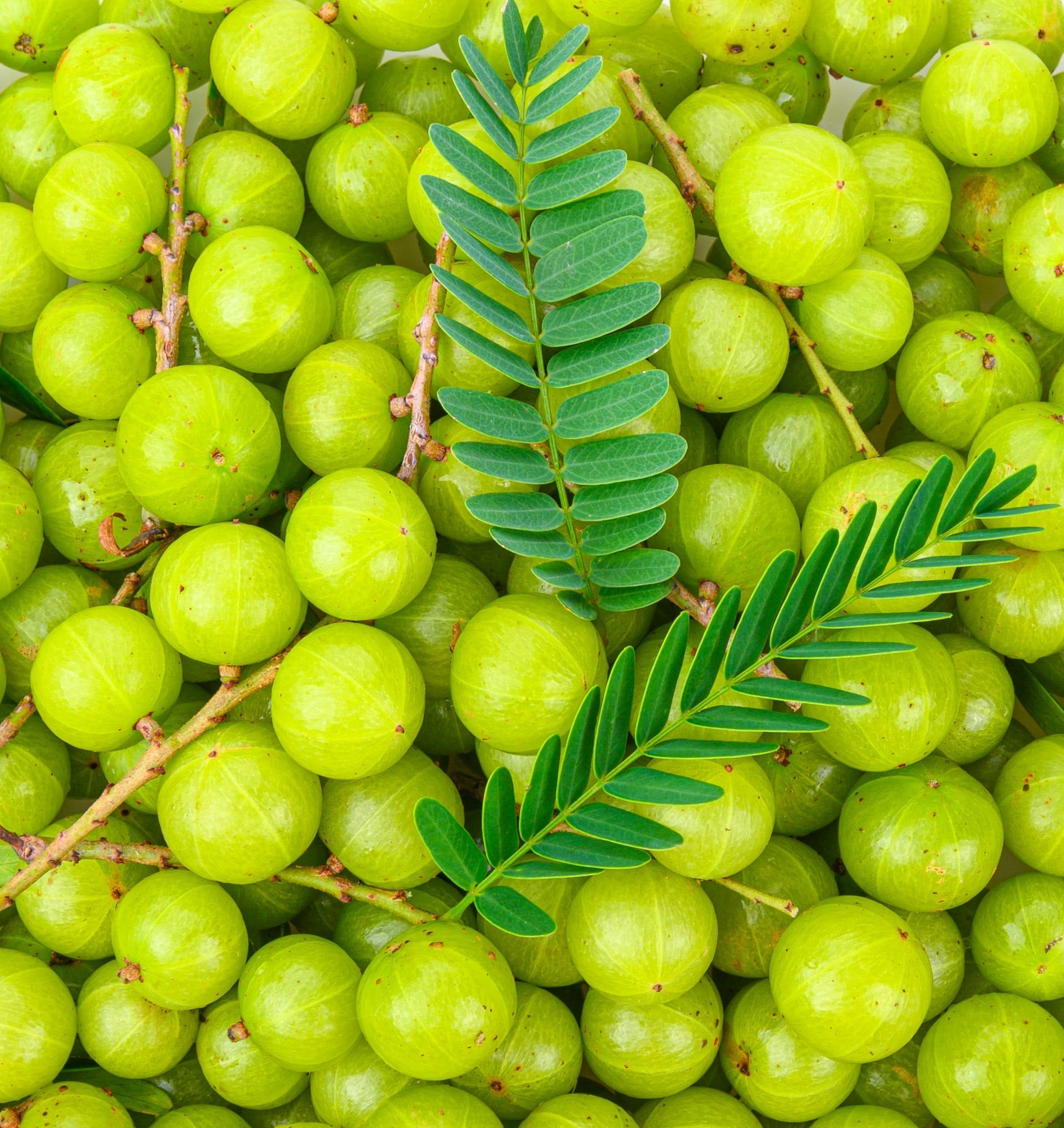 Indian Gooseberry Grafted Live Plant (Phyllanthus emblica)