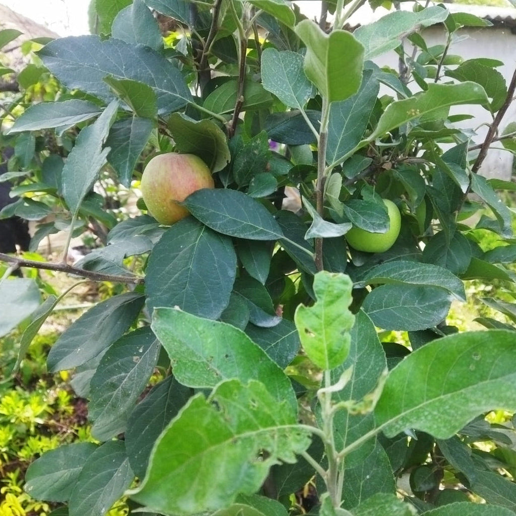 Apple Harman 99Tropical Grafted Fruit Plant