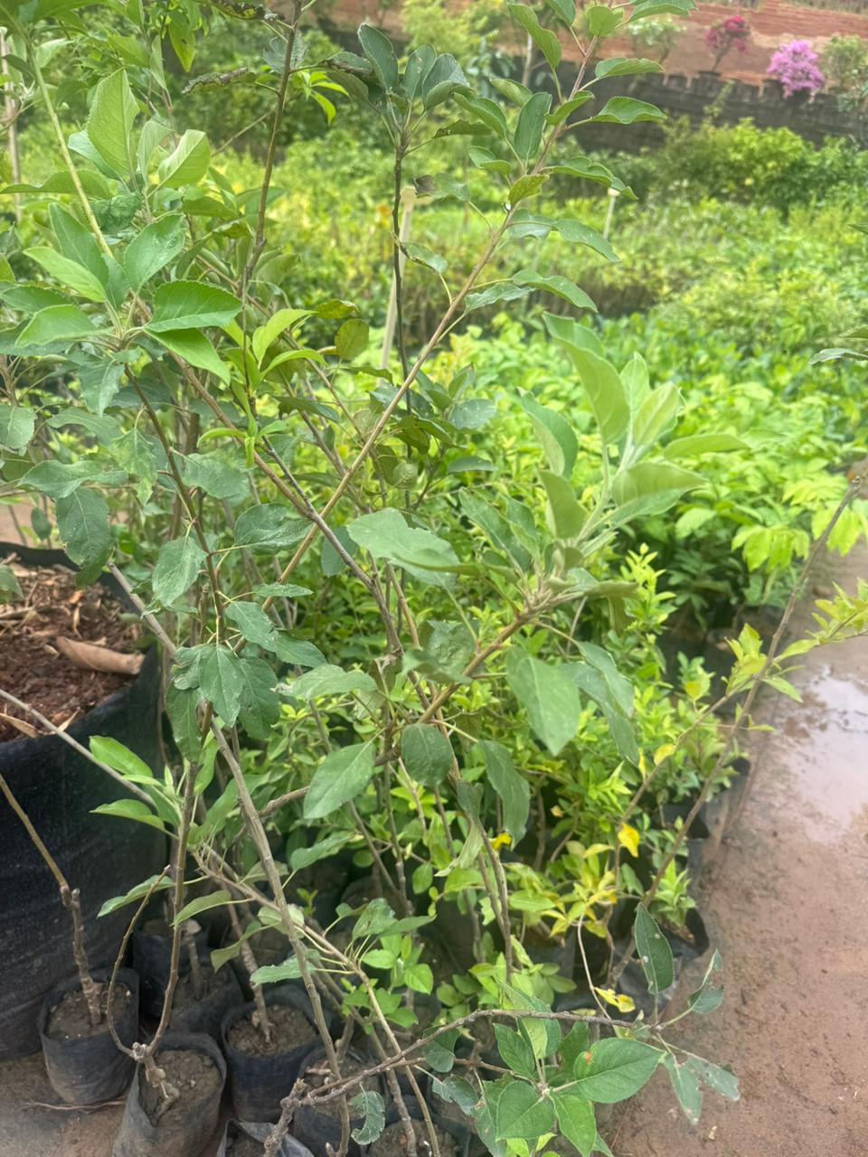 Apple Harman 99Tropical Grafted Fruit Plant