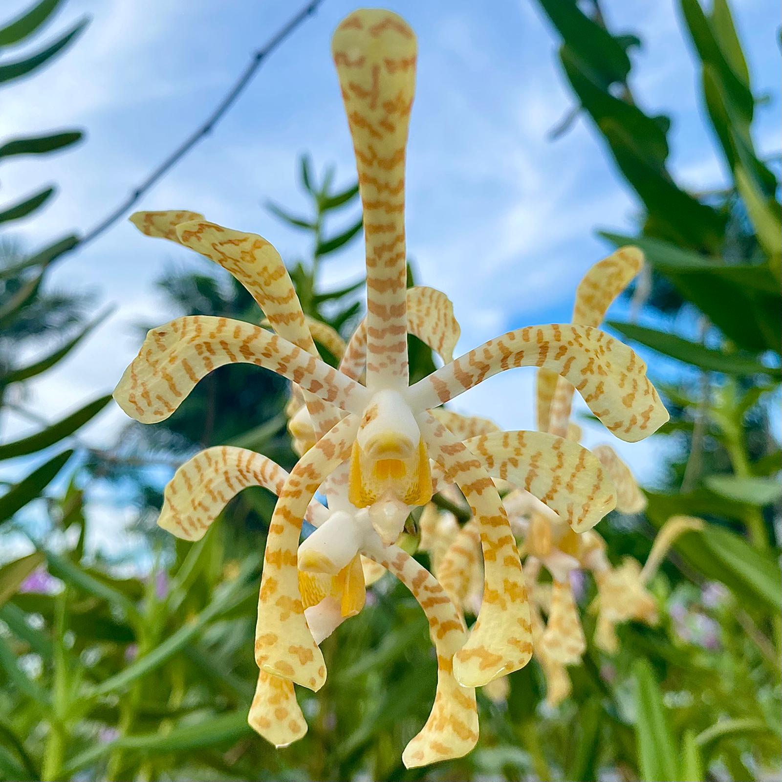 Arachnis Maggie Oei 'Yellow Ribbon'  Orchid Live Plant