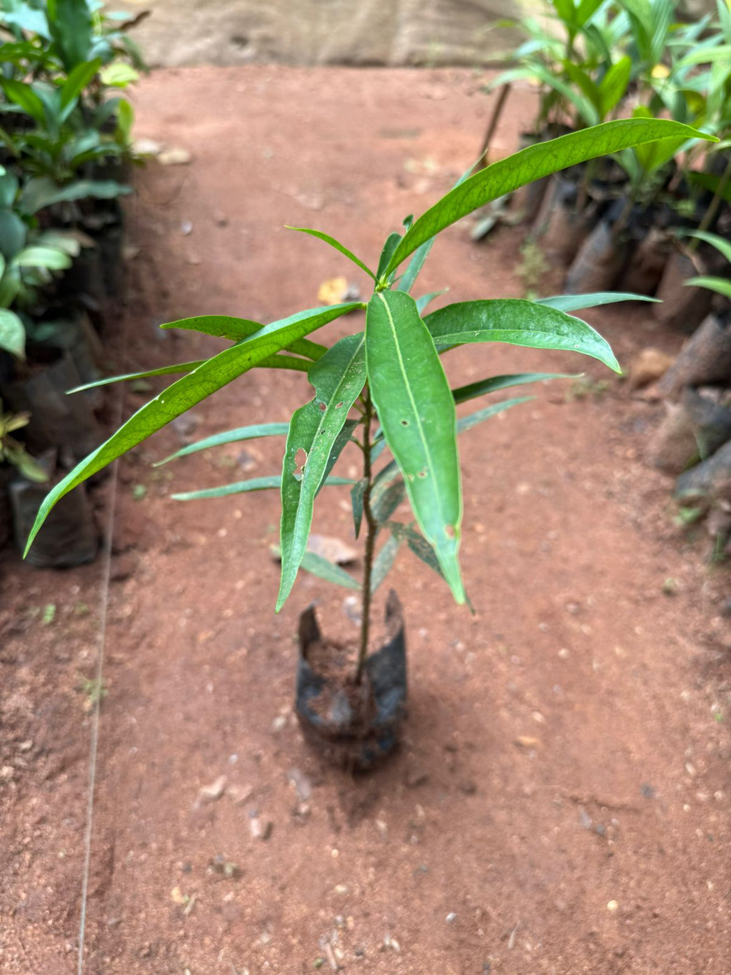 Mahkota deva Medicinal Live Plant