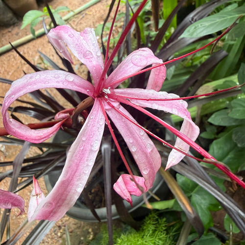 Black Lilly  All Time Flowering Live Plant
