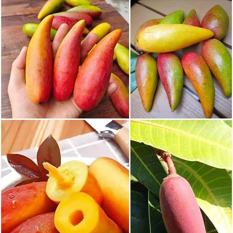 Chilli Mango Live Plant