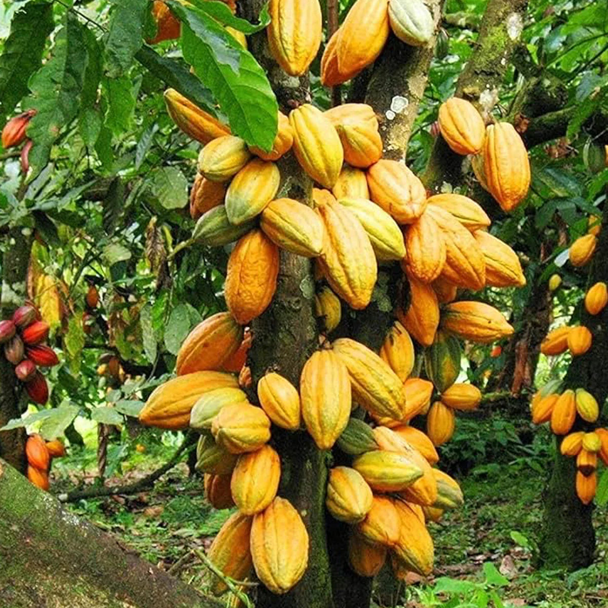 Cocoa - chocolate Tree Live Plant