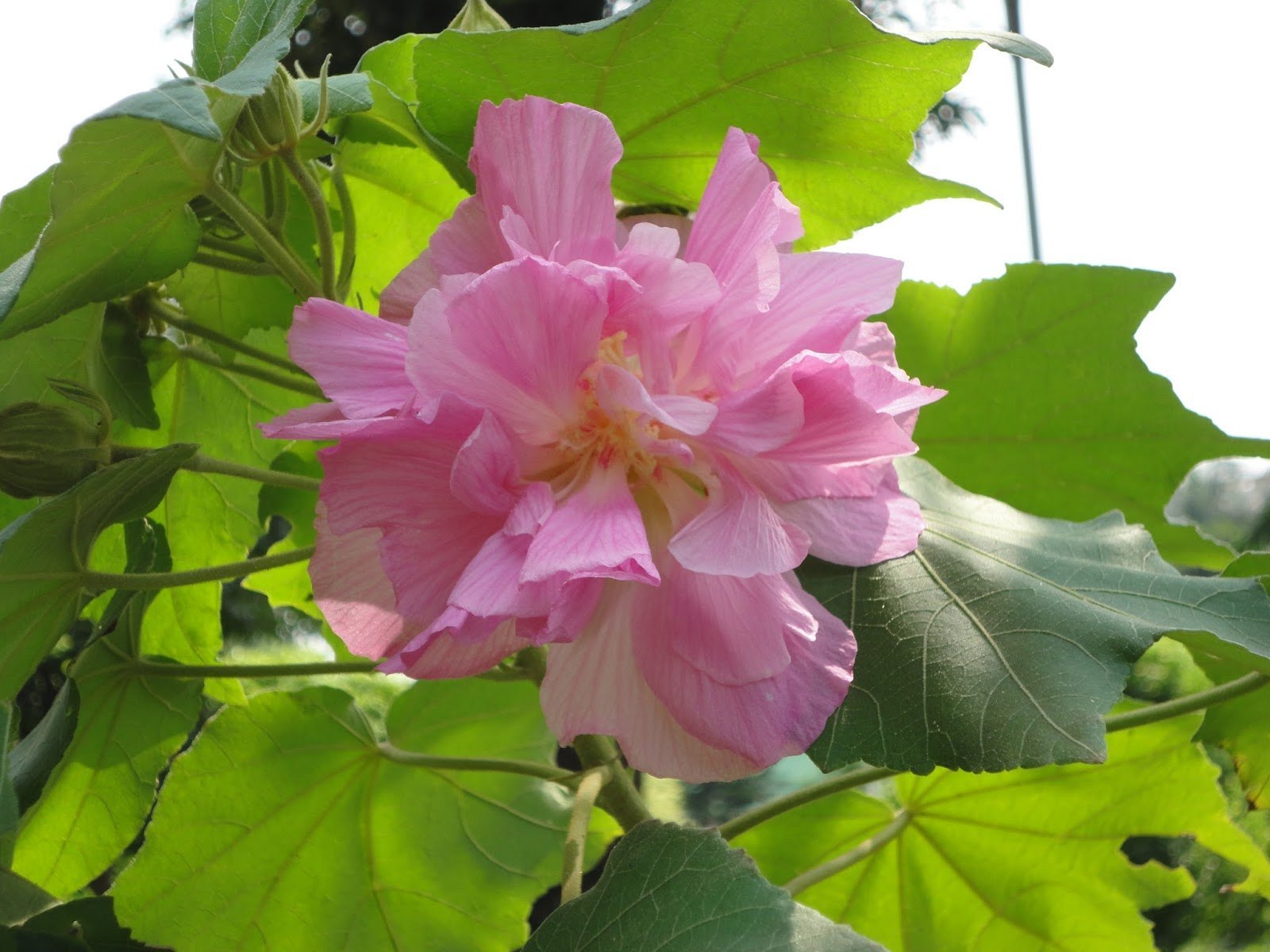 Colour Changing Rose (Hibiscus mutabilis) All Time Flowering Live Plant