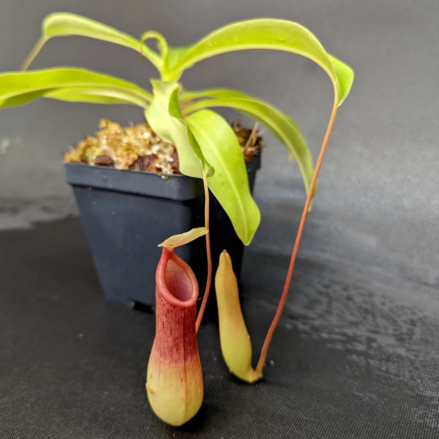Nepenthes (Nepenthes spp) Flowering  Plant