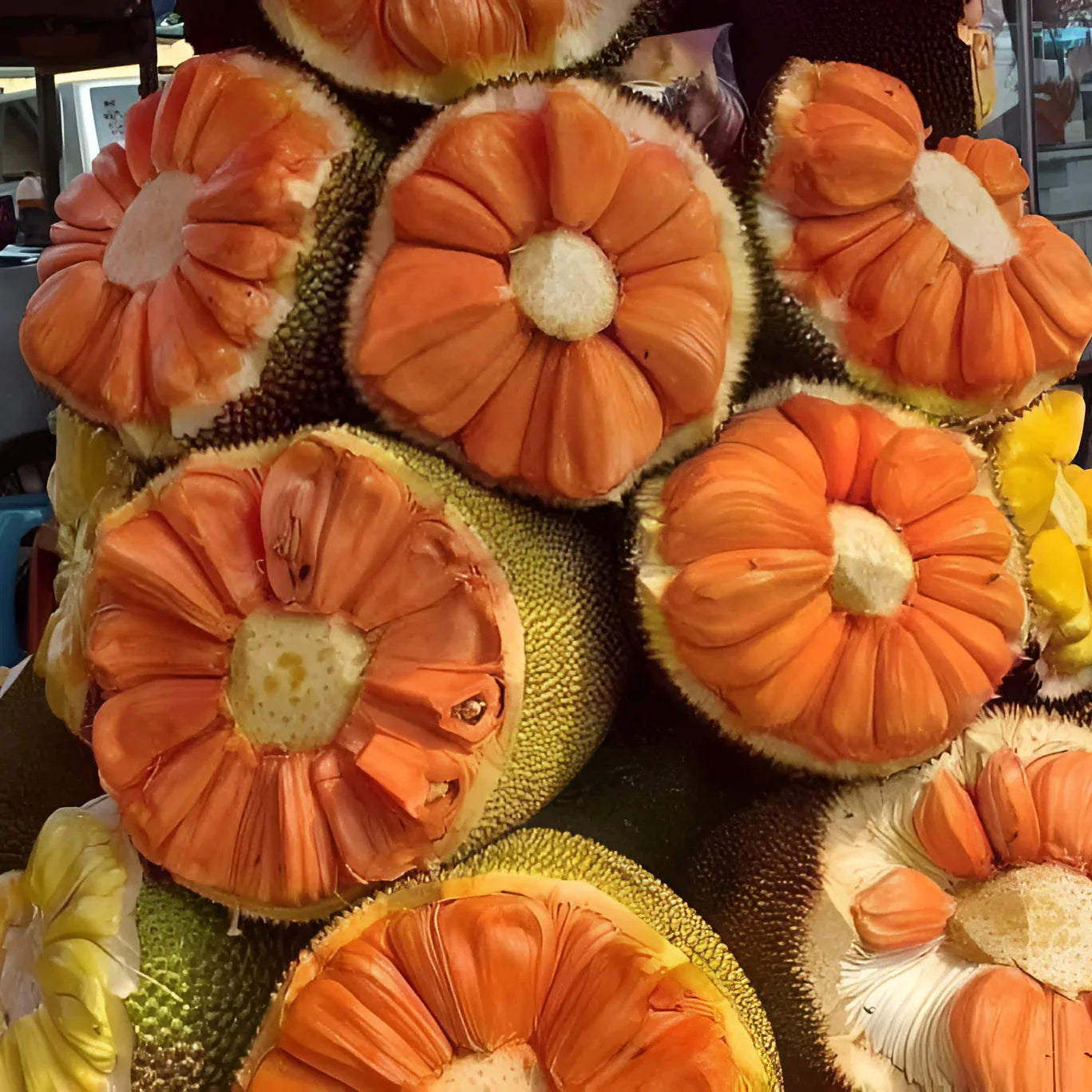 Daeng Surya Jackfruit Live Plant