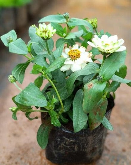 Zinnia White Flowering Live Plant