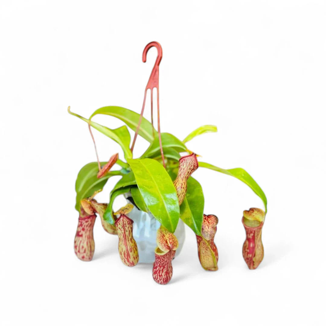 Nepenthes (Nepenthes spp) Flowering  Plant