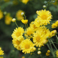 Daisy Yellow All Time Flowering Live Plant