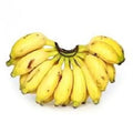 Kaveri Banana(Pisang Lilin) Live Plant