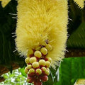 Barringtonia edulis Rare Flowering Live Plant