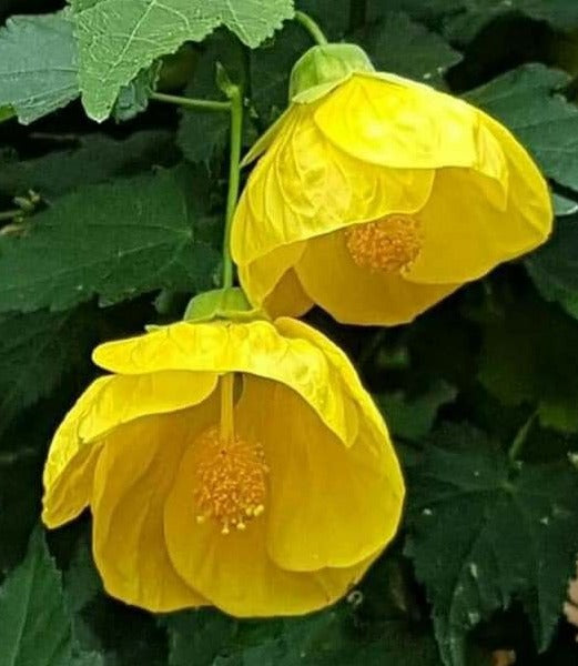 Yellow Lantern Hibiscus Flowering Live Plant