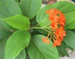 Geiger Tree (Cordia Sebestena) Layered Live Plant