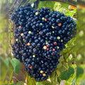 Cambodian Grapes Fruit Live Plant