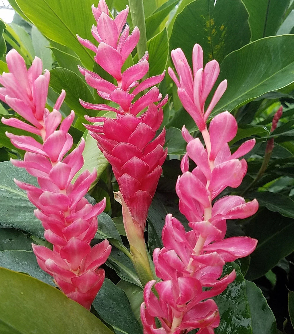 Alpinia Ginger Pink Flowering Live Plant