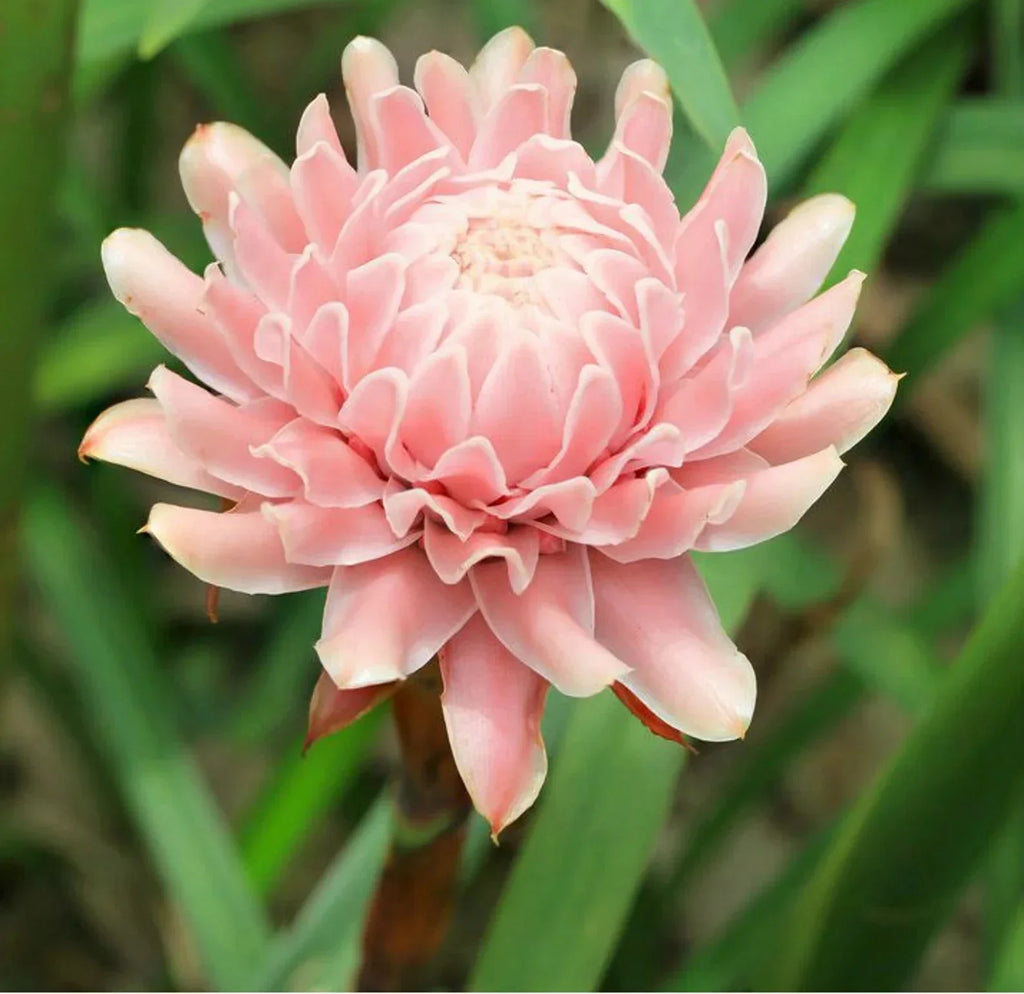 Light Pink Torch Ginger Flowering Plant