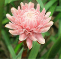 Light Pink Torch Ginger Flowering Plant