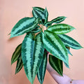 Schismatoglottis wallichii indoor live plant