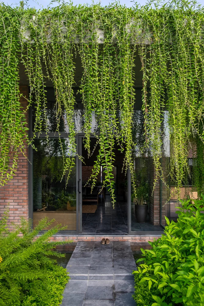 Curtain Creeper (Tarlmounia elliptica) Ornamental Live Plant