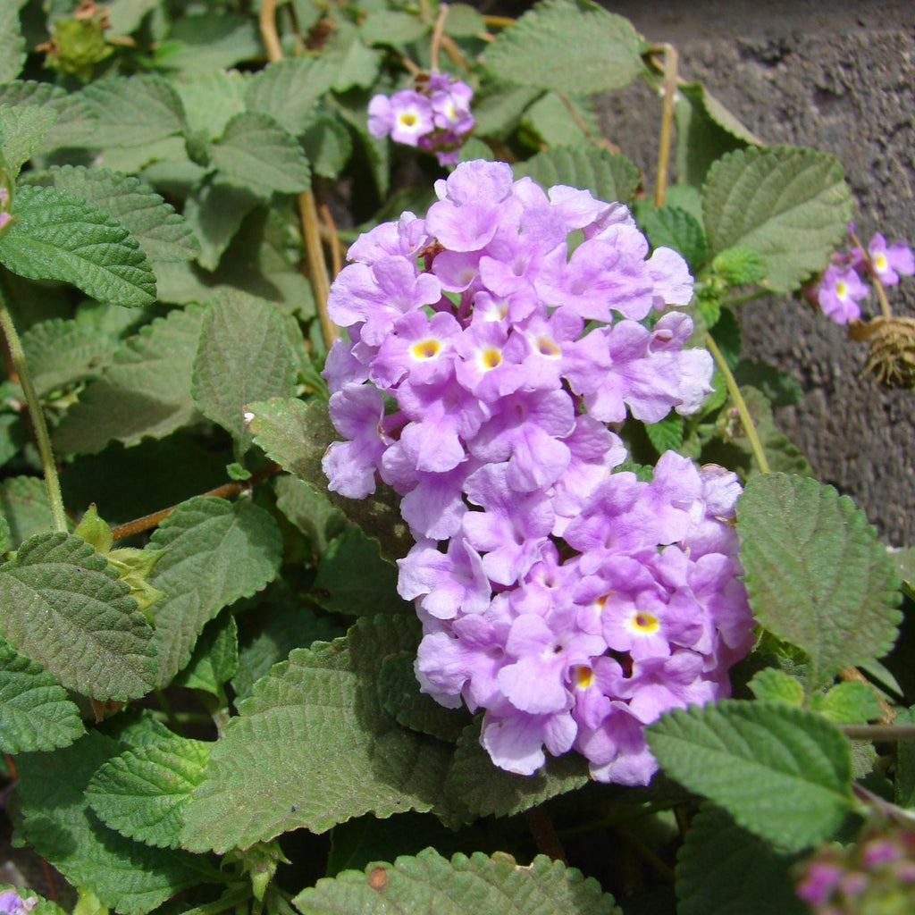 Lantana Purple (Lantana montevidensis) All Time Flowering Live Plant