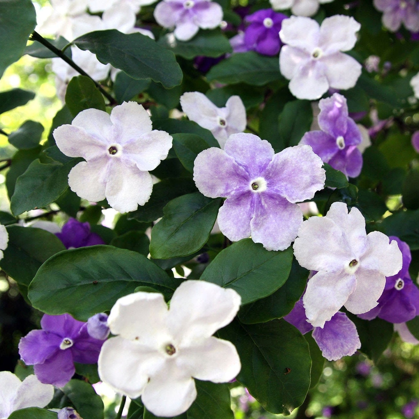 Yesterday Today Tommorrow (Brunfelsia pauciflora) Flowering Live Plant