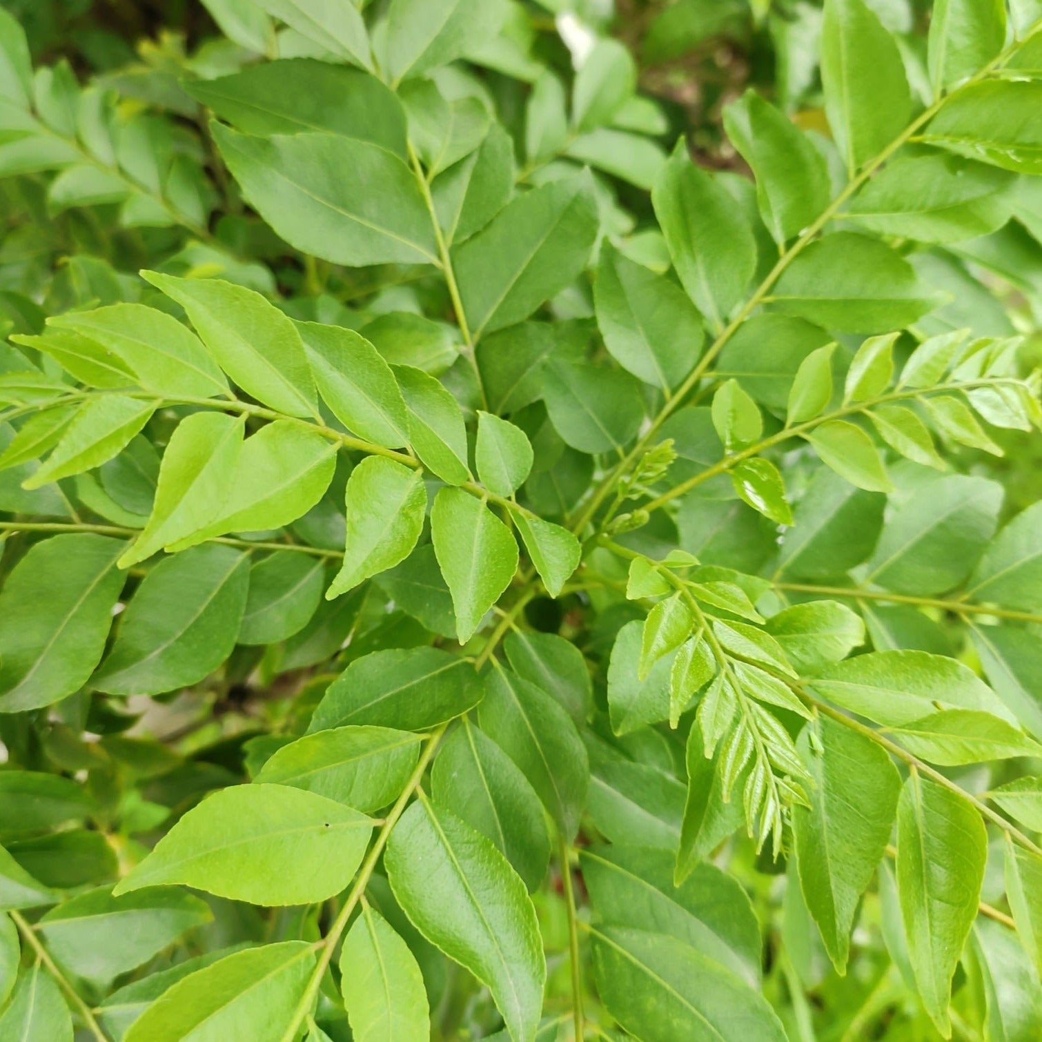 Curry Leaves / Meetha Neem (Murraya koenigii) Spice Plant
