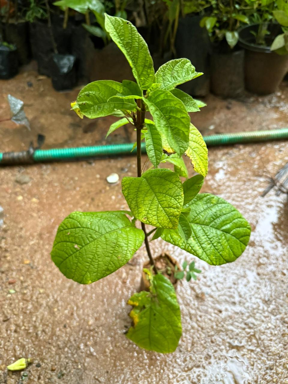 Randia Longistyla/ Macrosphyra longistyla highly fragrant All Time Flowering Live Plant