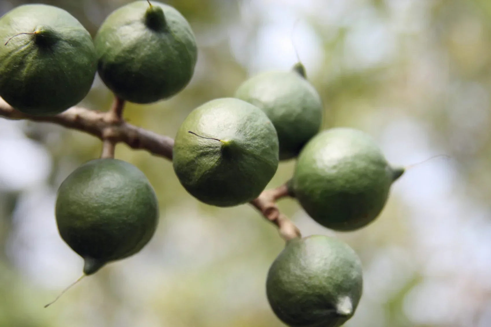 Macadamia Nut Fruit Live Plant