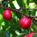 Mahkota deva Medicinal Live Plant