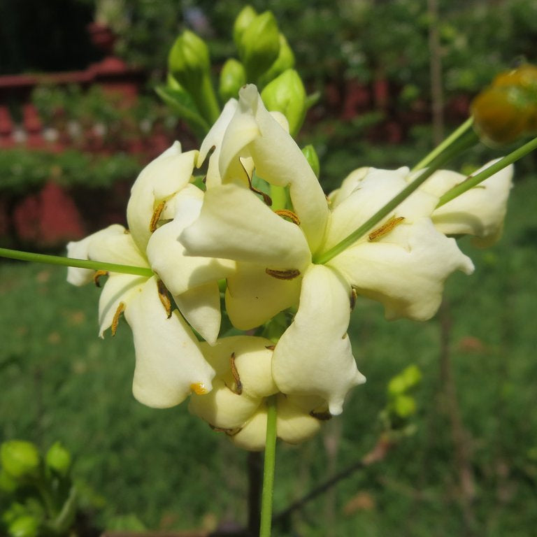 Randia Longistyla/ Macrosphyra longistyla highly fragrant All Time Flowering Live Plant