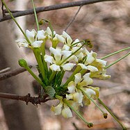 Randia Longistyla/ Macrosphyra longistyla highly fragrant All Time Flowering Live Plant
