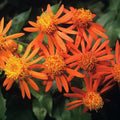 Mexican Flame Vine Flowering Plant