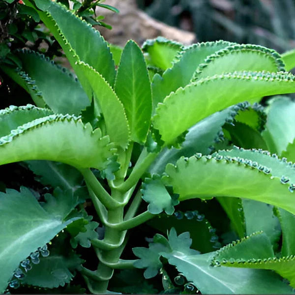 Mother of Thousands  Indoor / Outdoor Live Plant