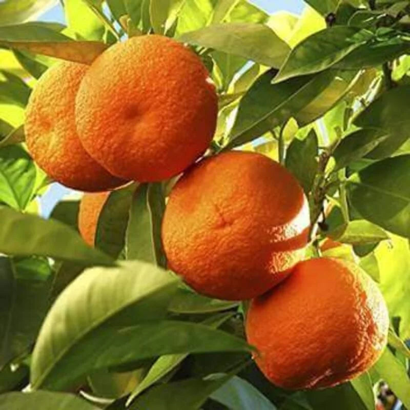 Nagpur Orange Grafted Live Plant