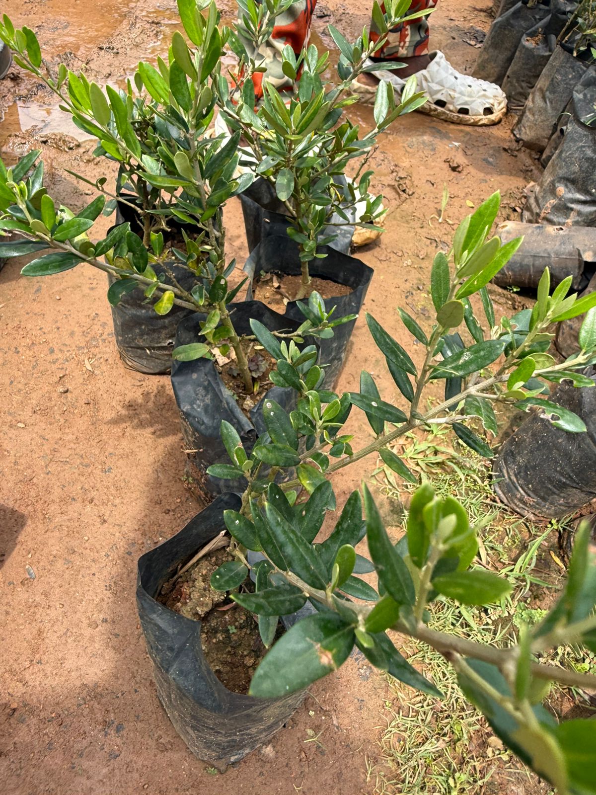 Arabic Olive Live Plant