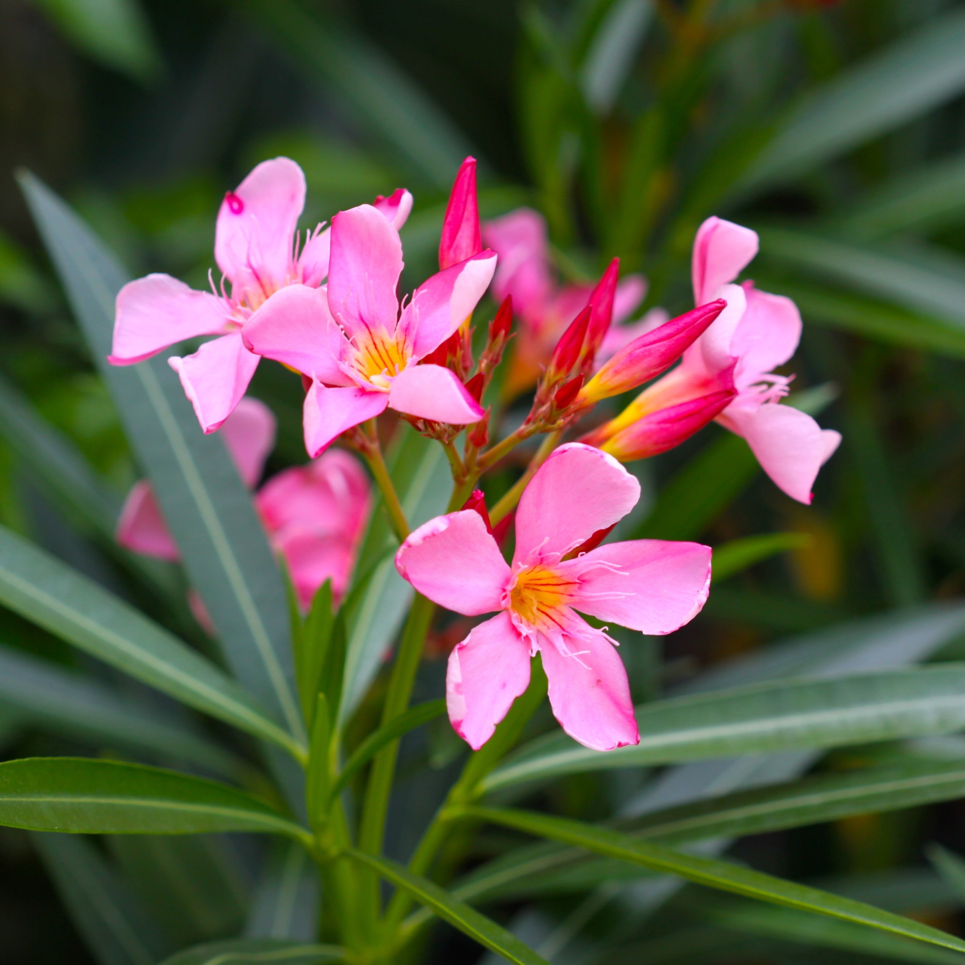 Arali Pink Single Petal (Nerium oleander) All Time Flowering Live Plant