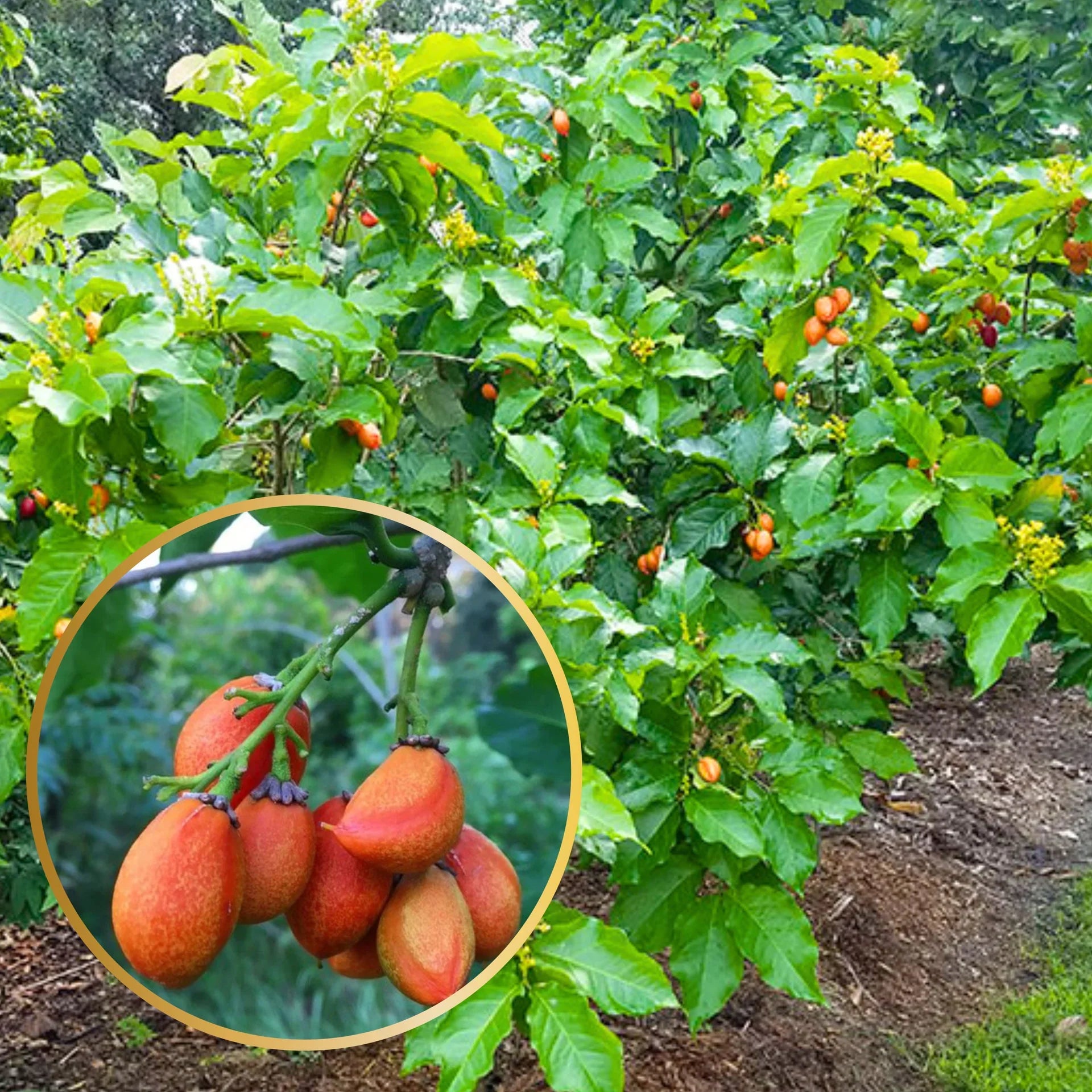 Peanut Butter Fruit Plant