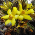 Palm Grass (Curculigo capitulata) Live plant