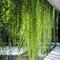 Curtain Creeper (Tarlmounia elliptica) Ornamental Live Plant