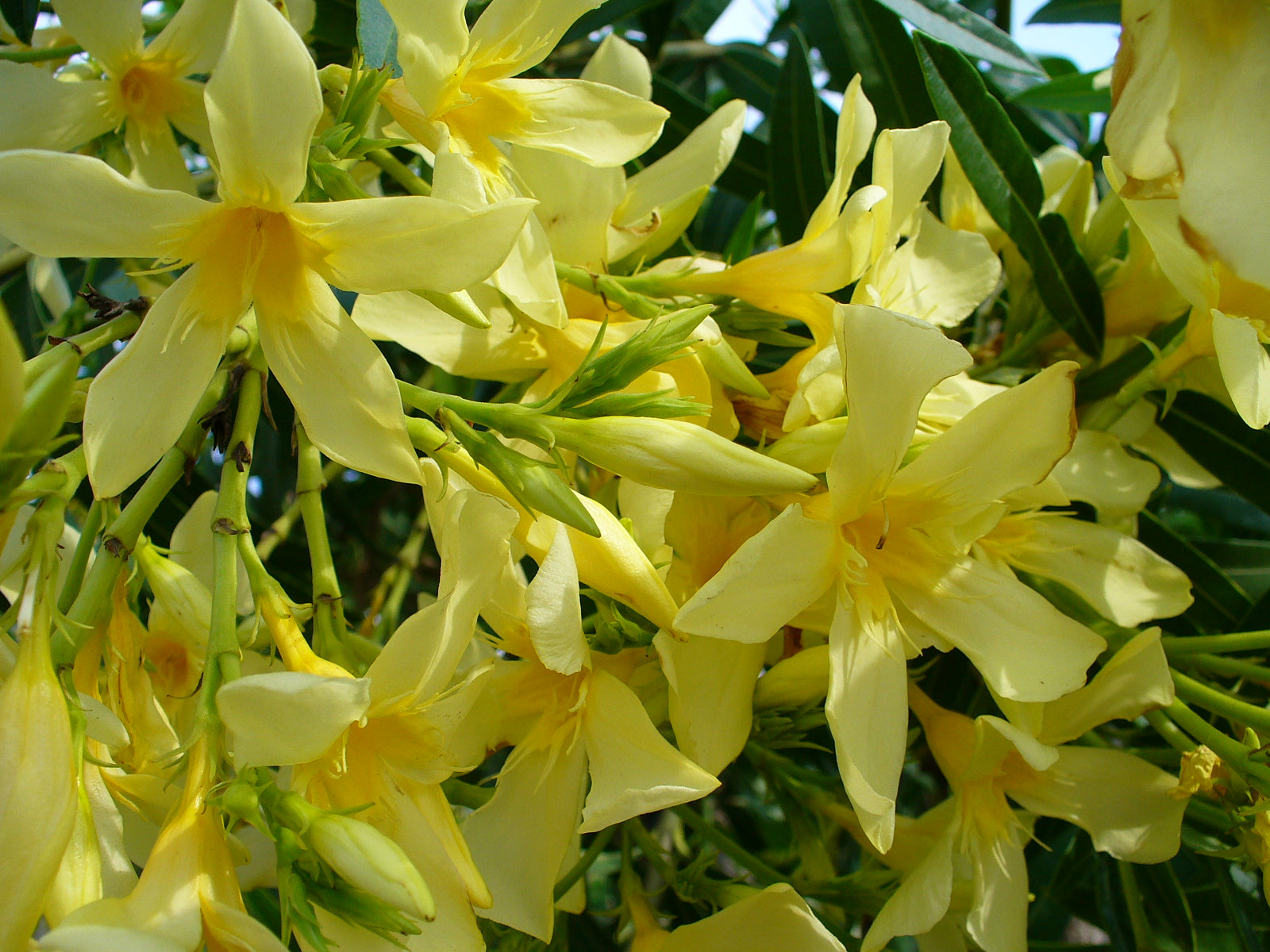 Arali Yellow Single Petal (Nerium oleander) All Time Flowering Live Plant