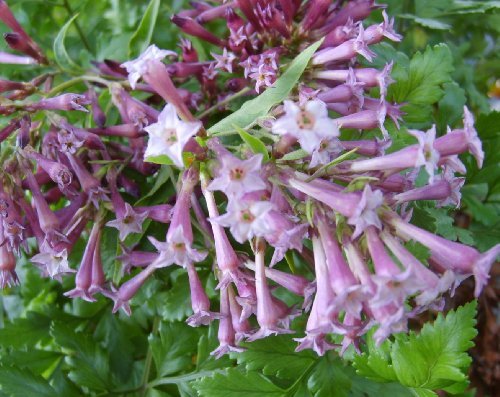 Night Blooming Jasmine Purple Flowering Live Plant