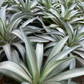 Agave Live Plant