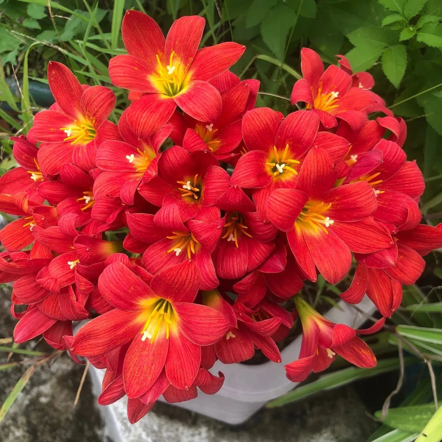 Dazzling Flame Rain Lilly  All Time Flowering Live Plant