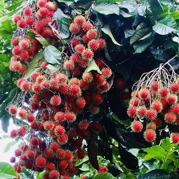 Rambutan N18 Tropical Grafted Fruit Plant