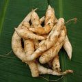 Arrowroot (Maranta arundinacea) Live  Plant