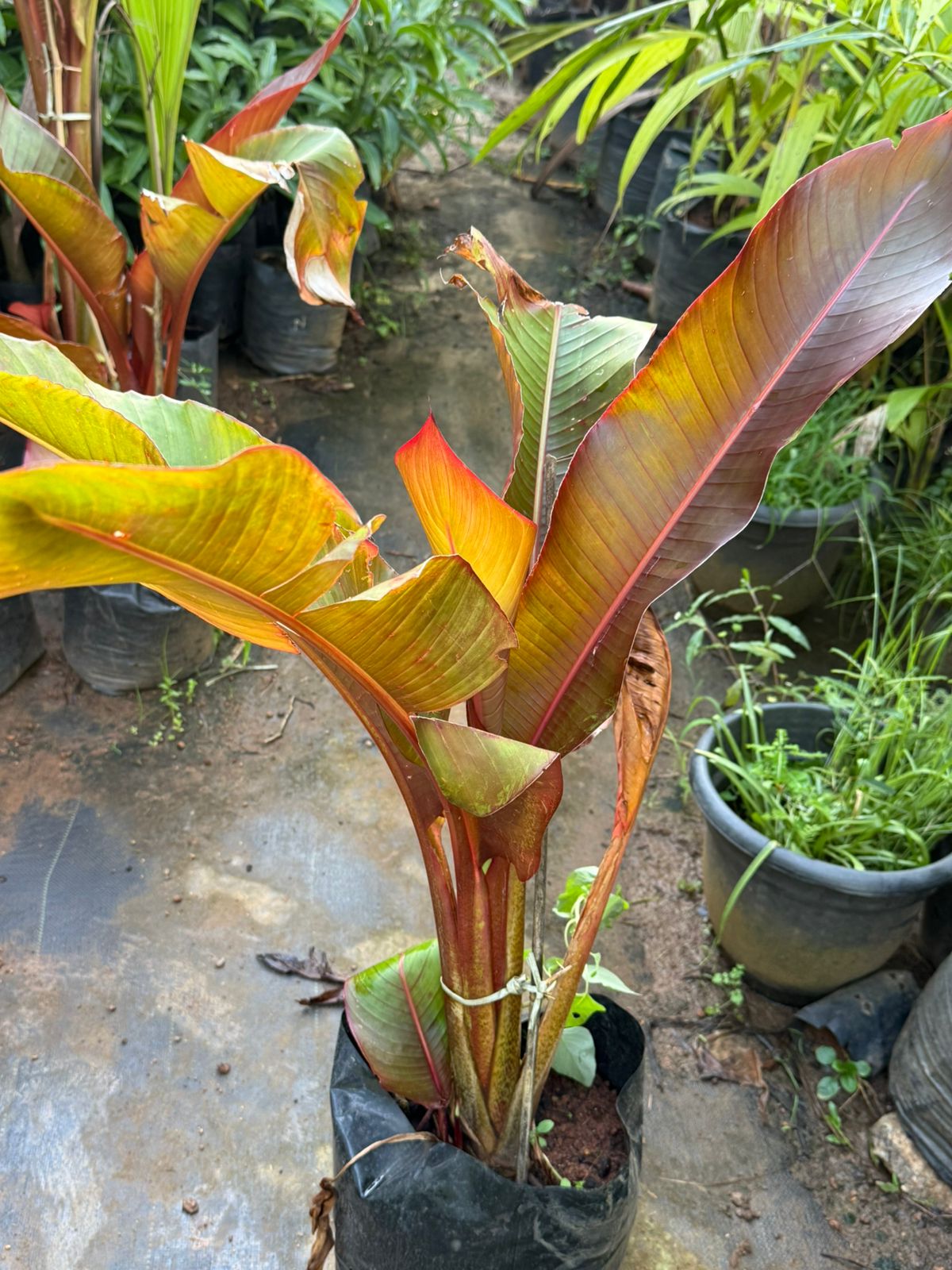 Abyssinian banana /'Maurelii' Rare Fruit Live Plant