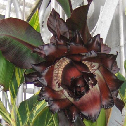 Abyssinian banana /'Maurelii' Rare Fruit Live Plant