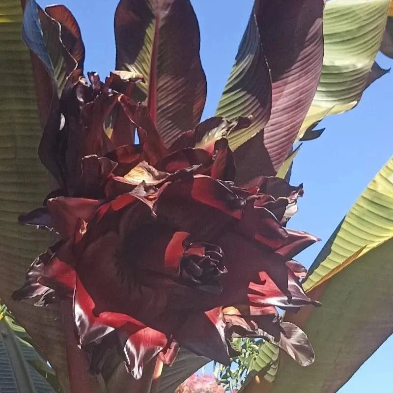 Abyssinian banana /'Maurelii' Rare Fruit Live Plant