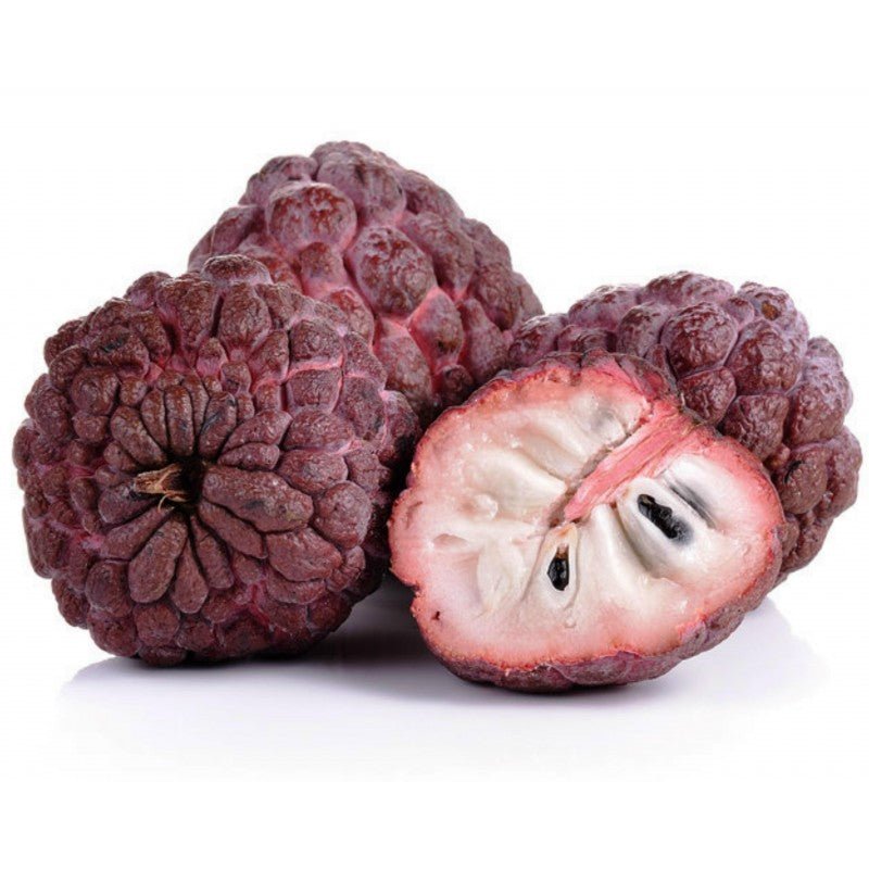 Red Custard Apple (Seethapazham) Grafted Live Plant